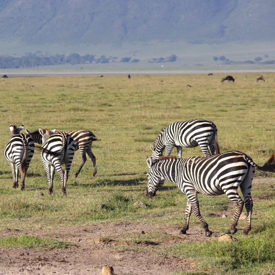 Safari Tanzania4